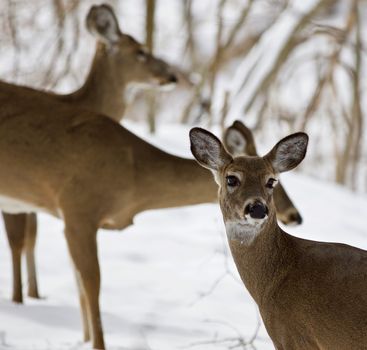 Beautiful isolated photo with a wild deer in the snowy forest