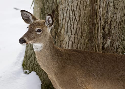 Beautiful isolated photo with a wild deer in the snowy forest