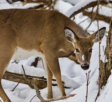 Beautiful isolated photo with a wild deer in the snowy forest