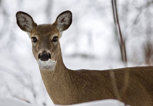 Beautiful isolated photo with a wild deer in the snowy forest