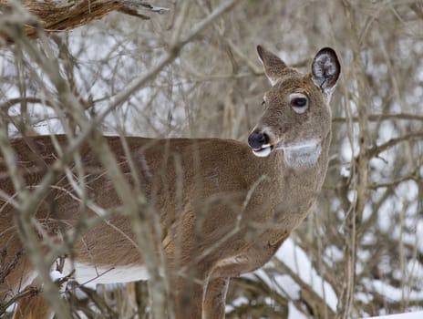 Beautiful isolated photo with a wild deer in the snowy forest