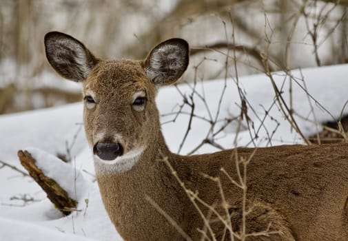 Beautiful isolated photo with a wild deer in the snowy forest