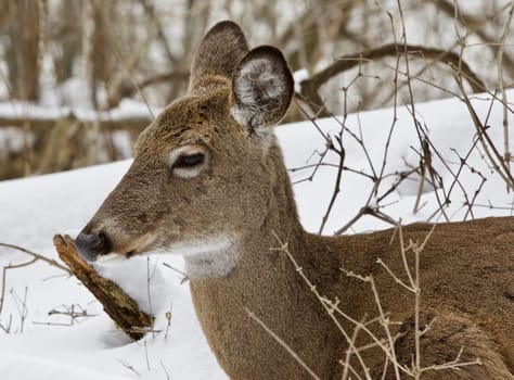 Beautiful isolated photo with a wild deer in the snowy forest