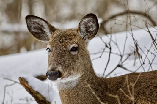 Beautiful isolated photo with a wild deer in the snowy forest