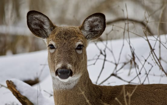 Beautiful isolated photo with a wild deer in the snowy forest