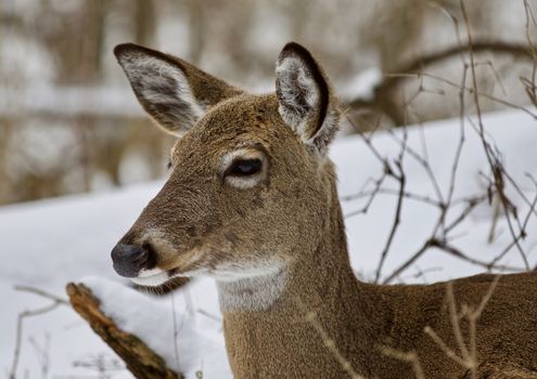 Beautiful isolated photo with a wild deer in the snowy forest