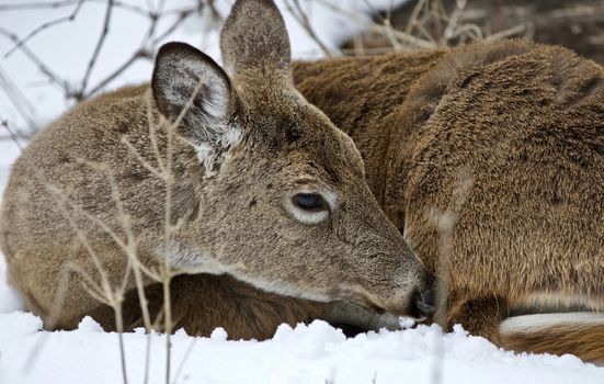 Beautiful isolated photo with a wild deer in the snowy forest