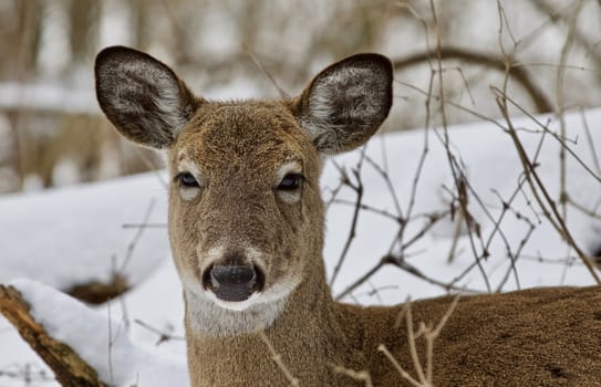 Beautiful isolated photo with a wild deer in the snowy forest