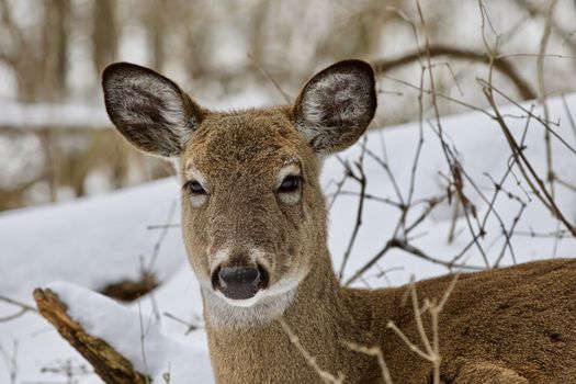 Beautiful isolated photo with a wild deer in the snowy forest