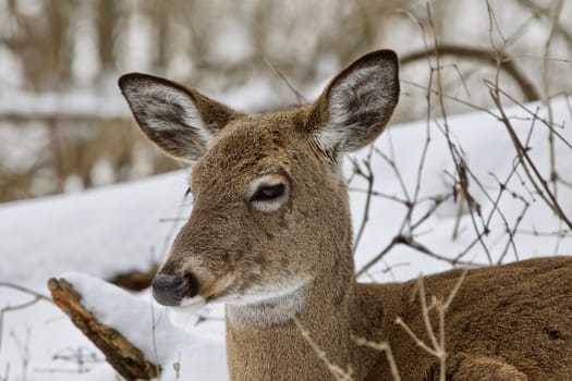 Beautiful isolated photo with a wild deer in the snowy forest