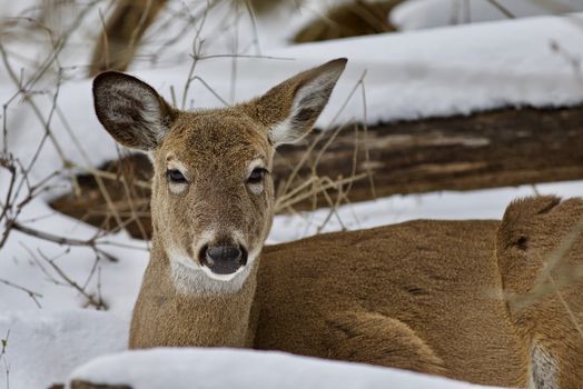 Beautiful isolated photo with a wild deer in the snowy forest