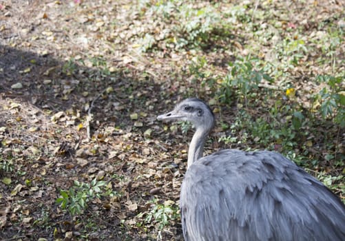 A single rhea bird in a natural habitat