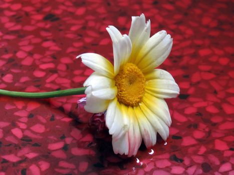 White and yellow Carinatum Flower on a wet floor.