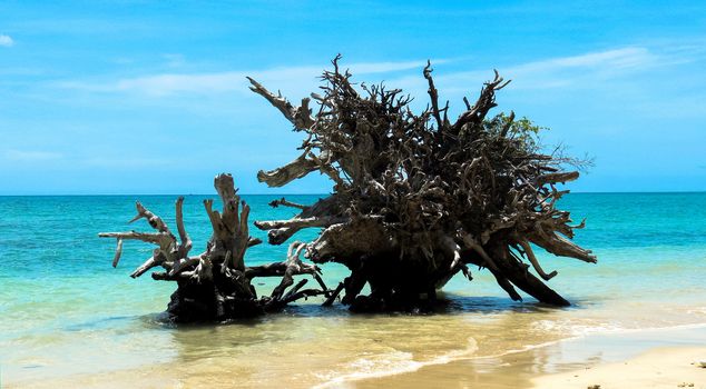 2004 Indian Ocean Tsunami uprooted tree at Andaman Beach, Wandoor, Port Blair, Andaman and Nicobar Islands, India, Asia.