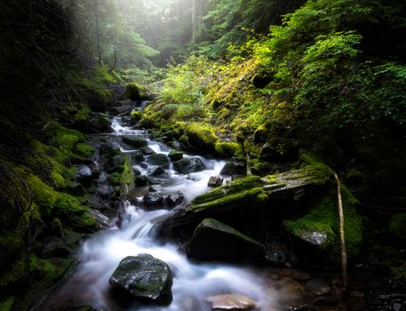 Flowing stream through green mossy forest valley