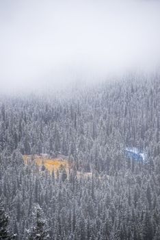 Yellow field and blue river in the snowy, foggy trees from afar