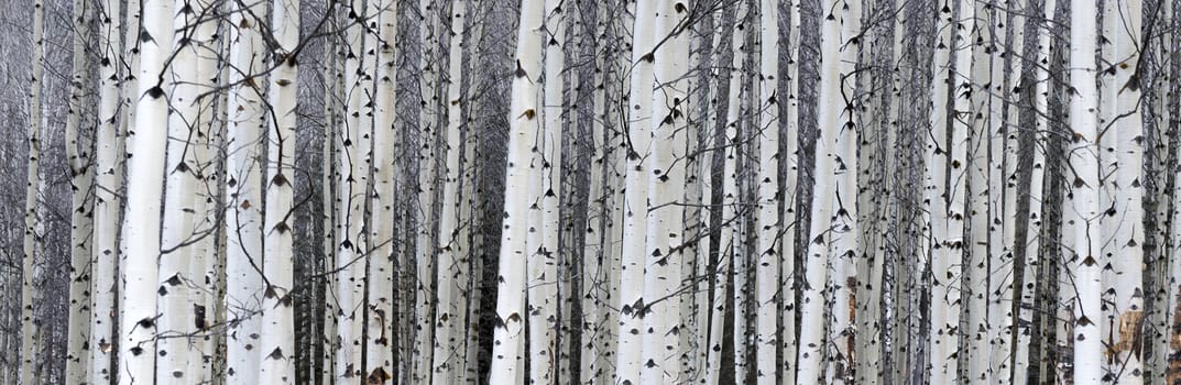 Narrow view of white tree trunks lined up on the edge of the forest