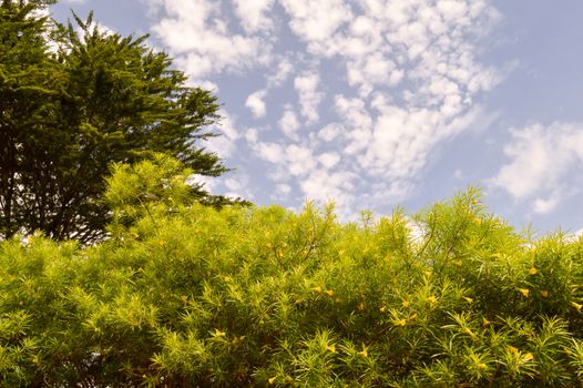 Shrub with yellow flowers and a green tree on a blue sun background