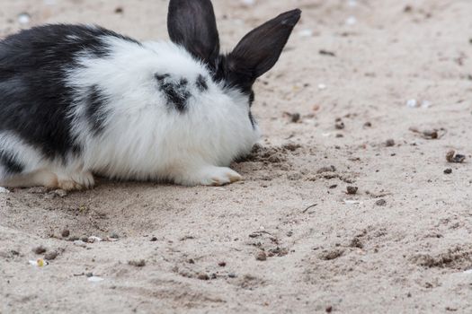 White Black rabbit - bunny sitting on sandy soil.