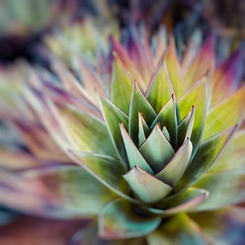 Endemic plant from Mount Roraima in Venezuela