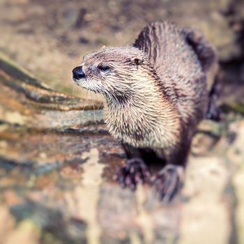 European Otter in nature.