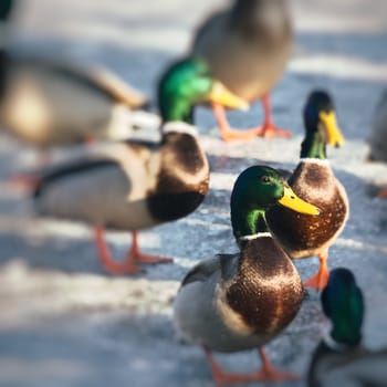 Wild Mallard ducks sitting in lake ice.