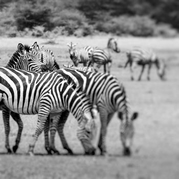 Zebra portrait on African savanna. Safari in Serengeti, Tanzania. Selective focus.