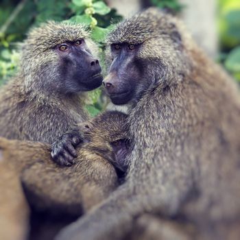 Baboon - Tarangire National Park - Wildlife Reserve in Tanzania, Africa