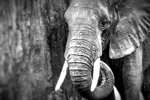 African elephant in the Tarangire National Park, Tanzania