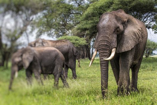 African elephants walking in savannah in the Tarangire National Park, Tanzania