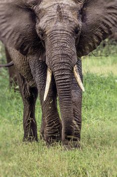 African elephant in the Tarangire National Park, Tanzania