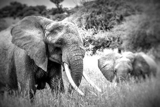 Mother and baby african elephants walking in savannah in the Tarangire National Park, Tanzania