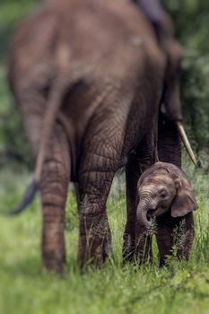 Mother and baby african elephants walking in savannah in the Tarangire National Park, Tanzania