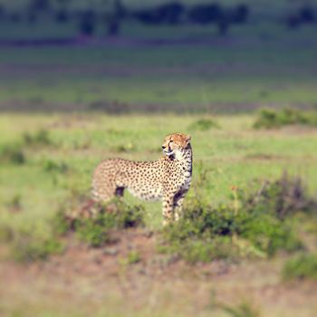 A cheetah (Acinonyx jubatus) on the Masai Mara National Reserve safari in southwestern Kenya.

