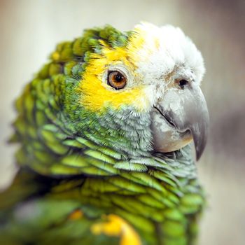 Green bird plumage, Harlequin Macaw feathers, nature texture background