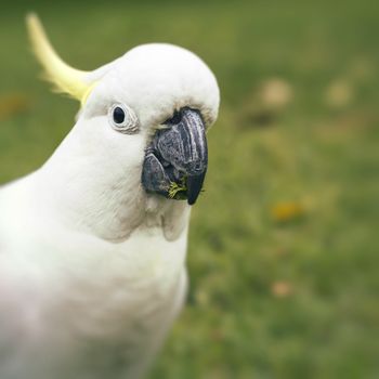 Sulphur-crested Cockatoo (Cacatua galerita)