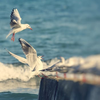 Group of seagulls 