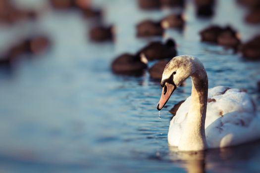 Swans on the lake with blue water background 