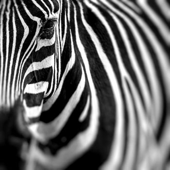 Zebra portrait on African savanna. Safari in Serengeti, Tanzania. Selective focus.