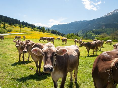 Lukmanierpass Walley, Switzerland: Cows grazing next to the farm.