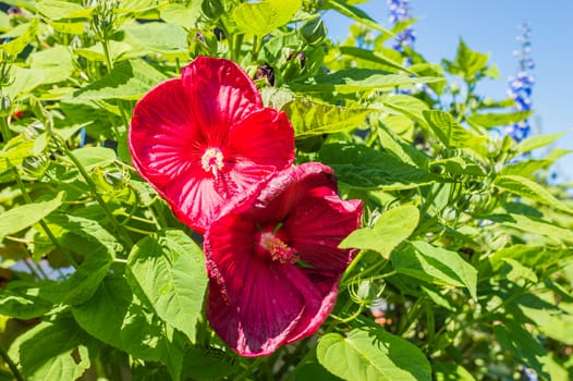 red beautiful flowers growing in the green garden