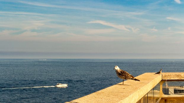 seagull perched on a balcony in the blue sea of Monaco - Montecarlo