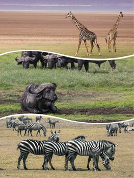 Collage of Animals from Tanzania - travel background (my photos)