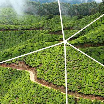 Collage of tea plantations in Munnar ( India ) images - travel background (my photos)

