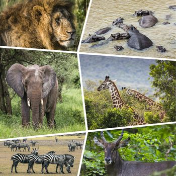 Collage of Animals from Tanzania - travel background (my photos)

