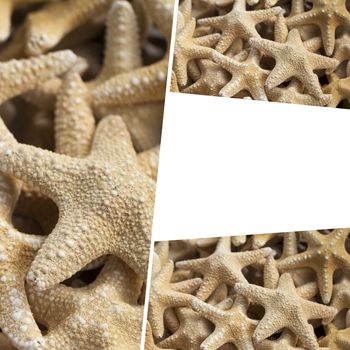 Starfish (Asteroidea) for sale at market.

