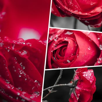 Collage of Red Rose