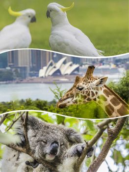 Collage of Australian animals images - travel background (my photos)