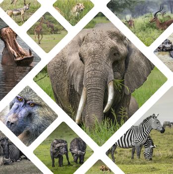 Collage of Animals from Tanzania - travel background (my photos)