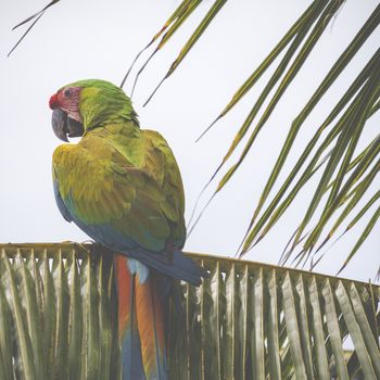 A blue and yellow mackaw parrot